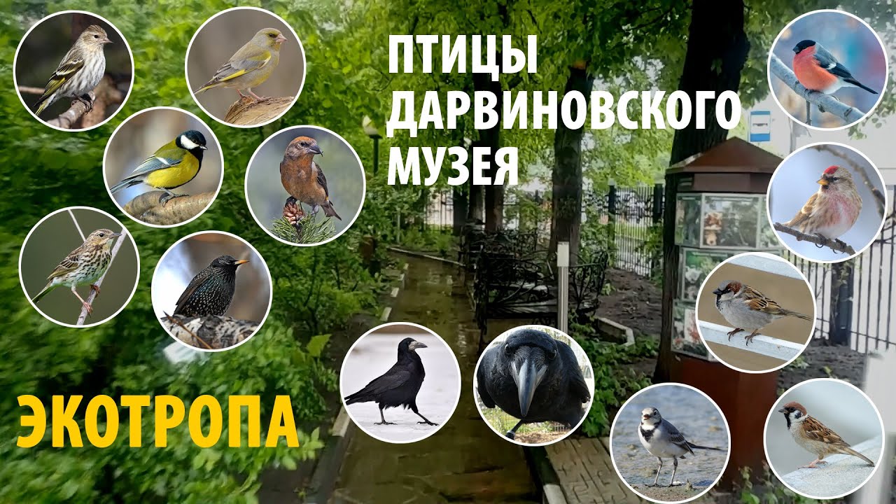 Определить Птицу По Фото Яндекс