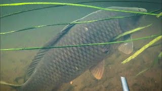 картинка: Трофей августа