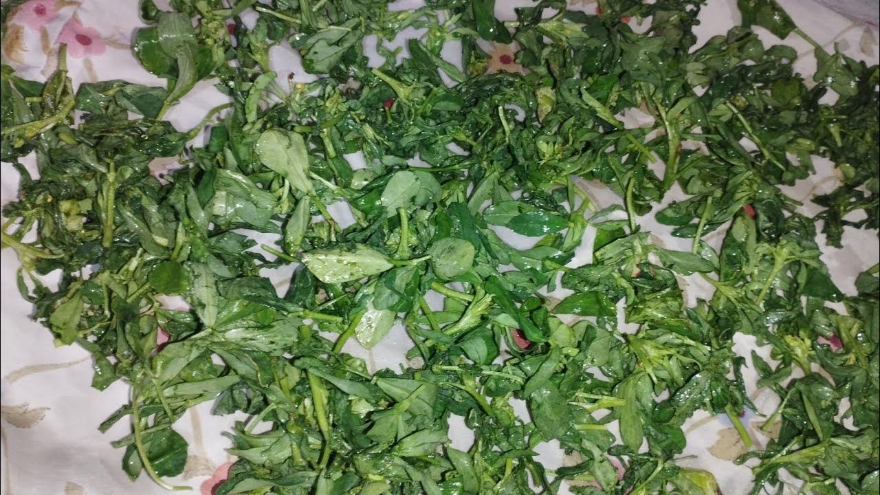 How To Save Hra Dhanya How To Store Coriander Leaves Without Fridge