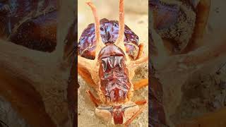 The Creepiest "Crab" in Pokémon - Paras & Parasect  #crustacean #insects #creepy