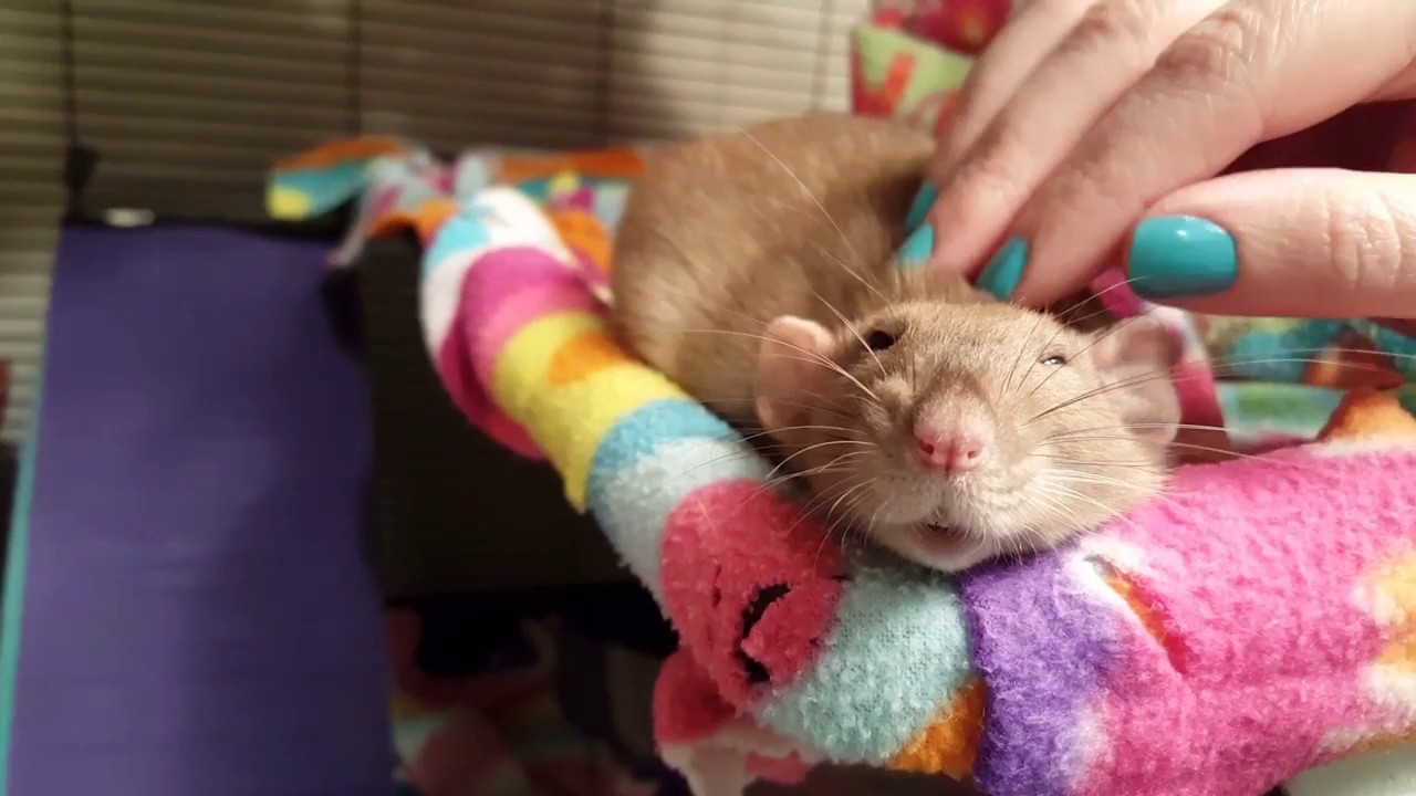 Unbelievably Adorable Rat Enjoys Being Petted YouTube