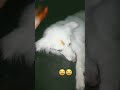 #funny #comedy