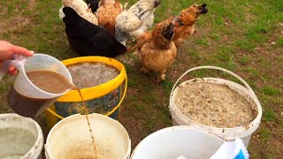 Sıvı Tavuk Gübresi Yapımı Ve Uygulaması Bu Sıvı Gübre İle Bitkileriniz Coşacak %100