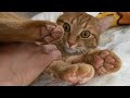 布団の上でふみふみしまくる猫が職人の様で可愛い cat stepping on the futon is cute
