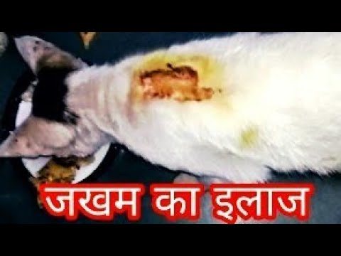 वीडियो: बिल्लियों में घावों को कैसे ठीक करें