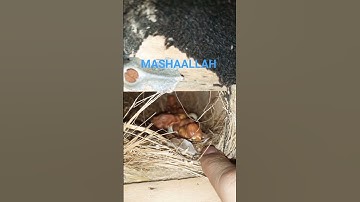 FAWN JAVA CHICKS (BABIES)🐦🐦🐦❤️❤️❤️ #shorts