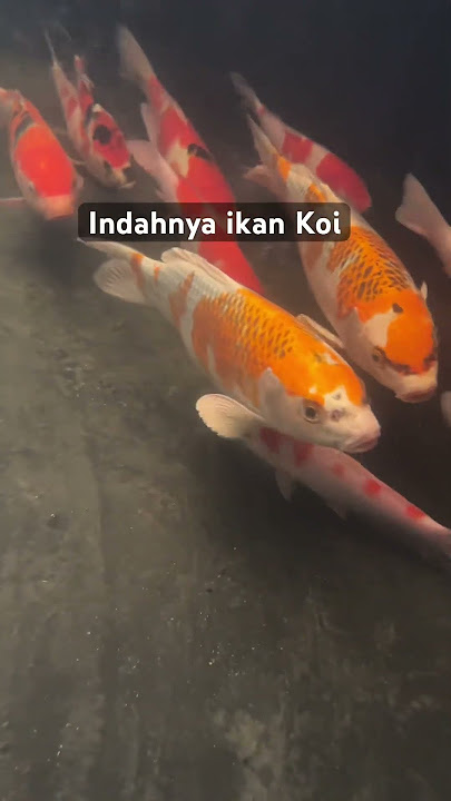 Indahnya Ikan koi