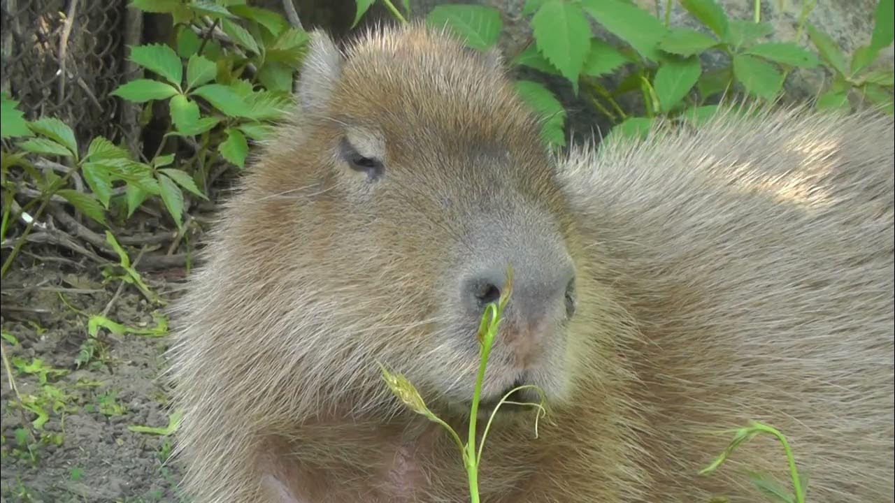 Капибары в Московском зоопарке - YouTube