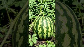 Day1 to Day101 seed to watermelon| #shorts#shortsfeed#ai#trending#timelapse#viralshorts
