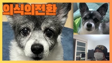 업둥이,동물교감,강아지교감,강아지마음,무지개다리 건너의 안부,강아지환생#교감신청은 카톡knj8801로 안내 받으실수 있습니다.