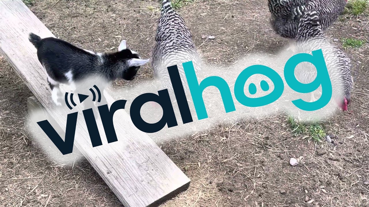 Baby Pygmy Goat Plays on Seesaw || ViralHog