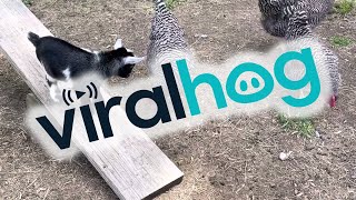 Baby Pygmy Goat Plays on Seesaw || ViralHog