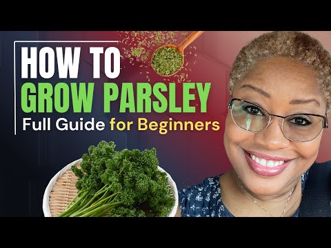 How to Grow Parsley for Beginners | Easy Garden Tips with Nicole Heart 🌿