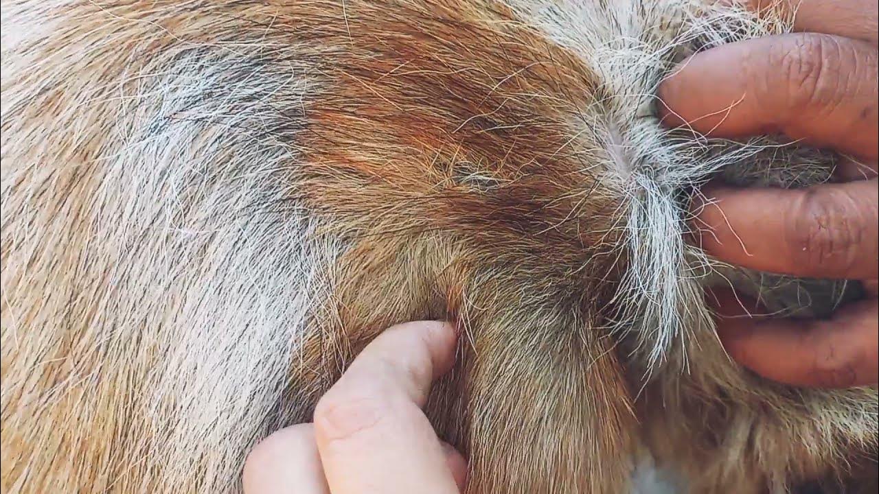 Help to removed tick from dog Catching dog ticks (007) YouTube