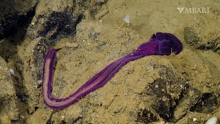 Meet the unsung climate heroes in the deep sea: Acorn worms by MBARI (Monterey Bay Aquarium Research Institute) 83,639 views 3 months ago 3 minutes, 7 seconds