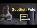 Scottish Fold Animals And Wildlife