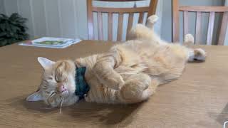 The Cutest Catnap Bunny pose. #catlover #cat #pet #cat #catnap @mrmilosadventures