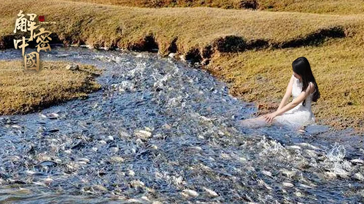 怪魚洄遊驚現內蒙古，鹼水湖中上千噸魚同時逆流而上，密密麻麻，人能踩在魚背上過河【中國自然保護區】 - 天天要聞