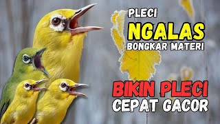 Terapi Pleci Bahan Agar Cepat Bunyi, Pleci Ribut Bikin Cepat Bunyi