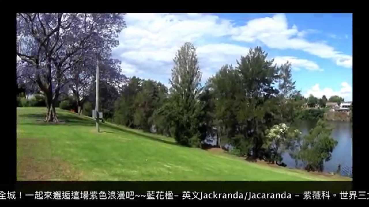 A Day Tour To Emu Plains For Jacaranda Trees 藍花楹 Youtube