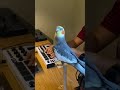 birds being idiots