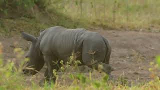 Baby White Rhino 230122 Ziwa Uganda 2