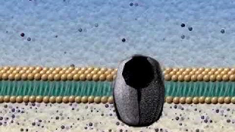 Active and Passive Transport