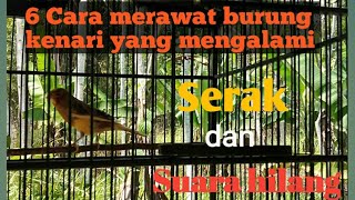 6 cara merawat burung kenari yang mengalami suara serak atau hilang suara 6 cara merawat burung kenari yang mengalami suara serak atau hilang suara