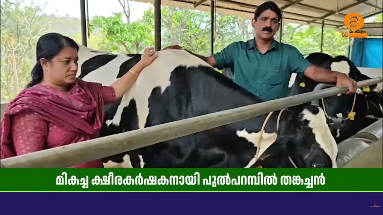 സംസ്ഥാന സർക്കാരിന്റെ മികച്ച ക്ഷീര കർഷകനായ സന്തോഷത്തിലാണ് വയനാട്  സ്വദേശി പുൽപറമ്പിൽ തങ്കച്ചൻ