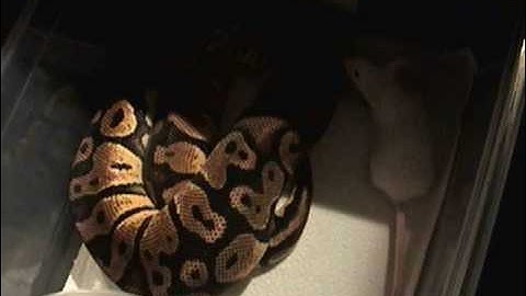 Feeding my Ball Pythons Part 1