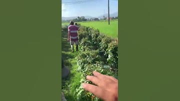 Hoa Hồng Tết Ninh Giang 2022 Khu A Chậu D 30 40 CÔNG TY CP SX KD HOA CÚC NINH GIANG KHÁNH HOÀ A NHÀN