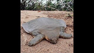 Yangtze Giant Softshell Turtle