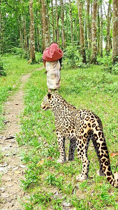 A spready(170) leopard attack a village joker in jungle #vfx #riger #wildlife #viral#video
