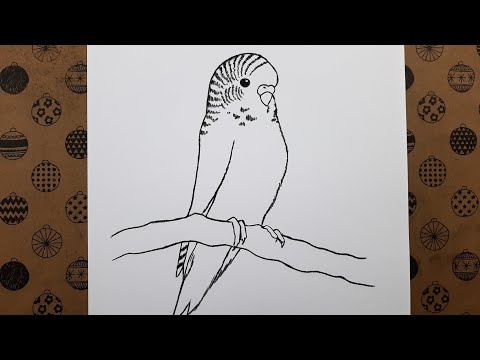 Kolay Kuş Nasıl Çizilir, Adım Adım Karakalem Kuş Resmi Çizimi, Çizim Hobimiz Hayvan Çizimleri