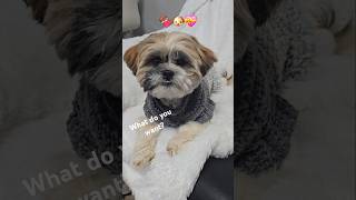 Shih Tzu PUPPY wants a chocolate!!🍫🤎🤍#puppy#dog#Shihtzu#chocolate#toby#cutepuppy #doglovers #pets