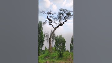 AMAZING! Leopard Hunts Monkey on a Tree🐒#animals #lepard #shortsvideo