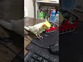 A 21 years old The blind cockatiel was getting better and began to sing! 21歳 盲目オカメのカメちゃんが歌を思い出しました