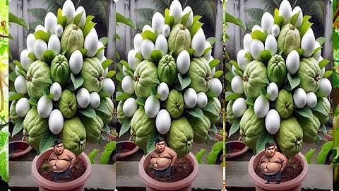 Grafting Guava Tree Using Aloe Vera and Eggs Growing Faster and Has Many Fruits