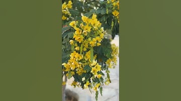 ( إن الله وملائكته يصلّون على النبي) تلاوة الشيخ: أحمد الطيار #الجمعة