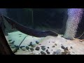 Аквариумные рыбки | Аквасалон Водный Мир