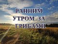 По грибы в Пермские леса. Очень длинный ролик. 5 сент 2020