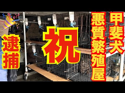 【逮捕】八王子市 甲斐犬ブリーダーおがわん株式会社 尾川隆 動物愛護法違反容疑