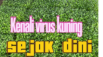 Seleksi Sejak Dini Potensi  Virus Kuning Pada CMB Mulai Dari Proses Bibit Sebelum Pindah Tanam
