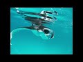 Look Who’s Diving! You Won’t Believe This Splash Moment! 😲🌊🐾 #viralvideo #shortsfeed #shorts #fyp