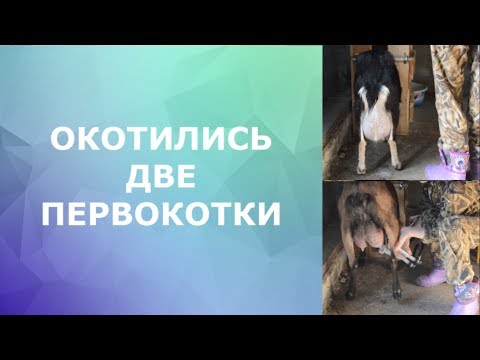 Окотились две первокотки.