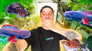 Je Vous Montre Tous Mes Nouveaux Aquariums Je Me Suis Lâché - Toopet