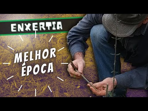 Vídeo: Enxertando Uma Macieira No Verão: Como Enxertar Com Galhos Frescos E Brotando Em Agosto? Enxerto De Verão Com Estacas Verdes Na Fenda