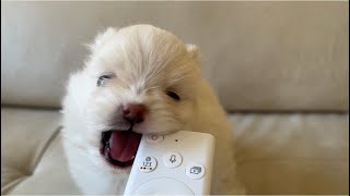 4 week update - My Pomeranian had a puppy! by Mello The Teacup 61,249 views 1 year ago 11 minutes, 12 seconds