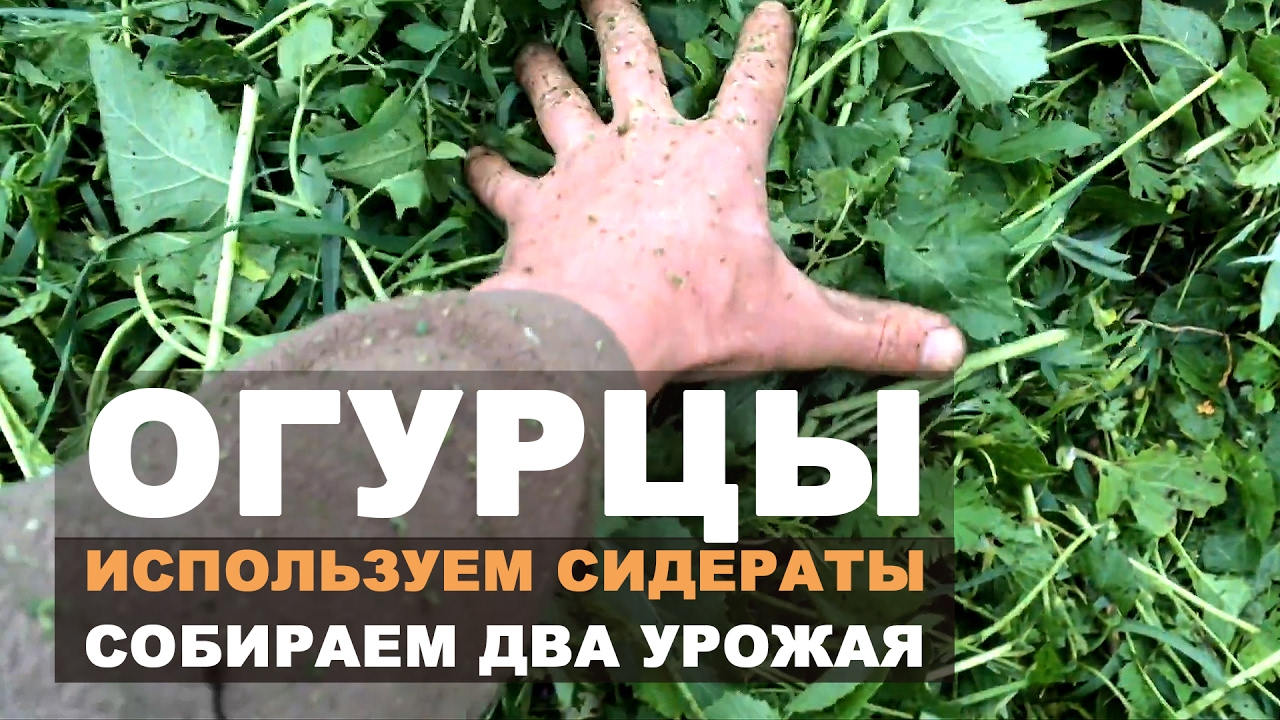 102.Огурцы. Используем сидераты и получаем два урожая за один сезон. Следующий этап - мульчирование