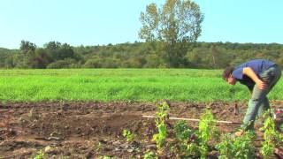 Vegetable Gardening : How to Grow Bell Peppers